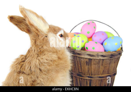 Kaninchen und Scheffel Korb gefüllt mit Polka Dot Ostereier isoliert auf weiss. Stockfoto