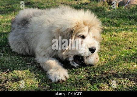 Große Pyranees und anatolischen Shepard mix Welpen namens Chloe. Stockfoto