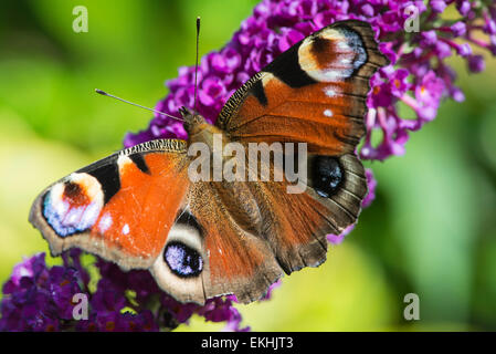 Ein wunderschöner Pfau Schmetterling auf einer Blüte lila Sommerflieder in einem sonnigen Garten in Cumbria, England Stockfoto