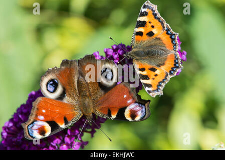 Zwei Schmetterlinge, ein Pfau und ein kleines Schildpatt auf einer violetten Sommerflieder Blume in einem Garten in Cumbria, England. Stockfoto