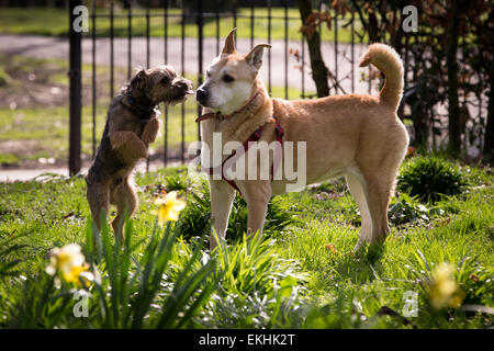 Manchester, UK. 8. April 2015. Großbritannien Wetter: Lightoaks Park, Salford, UK. Hunde in der Frühlingssonne im Lightoaks Park in Salford, größere Manchester, UK. Bildnachweis: Joel Goodman/Alamy Live-Nachrichten Stockfoto