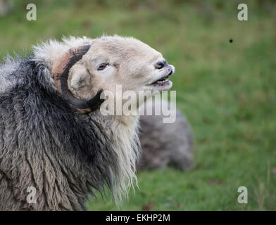 Gros Plan Herdwick RAM Bewachung seines Harems EWE in einem Feld in Eskdale, im Lake District, England im Winter. Stockfoto