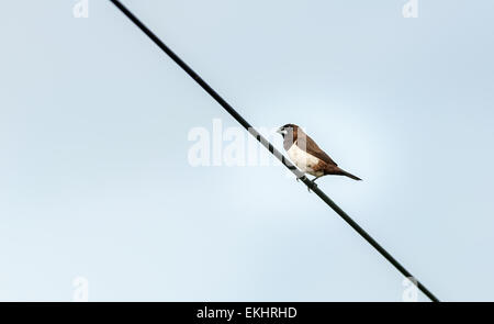 Weißes-rumped Munia, Lonchura Striata, kleiner Vogel, thront auf Draht Stockfoto