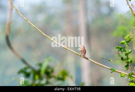 Braune Shrike Lanius Cristatus gehockt Zweig mit Textfreiraum Stockfoto