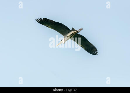 Vogel, Graureiher, Ardea Cinerea im Flug, isoliert gegen blauen Himmel mit Textfreiraum Stockfoto