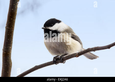 Schwarz-capped Chickadee, Poecile Atricapilla, Sonnenblumenkerne mit Füßen halten Stockfoto