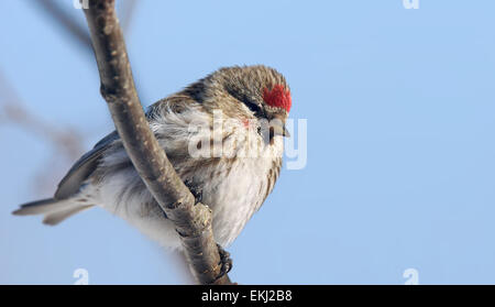 Weibliche common Redpoll Vogel, Zuchtjahr Flammea, auf einem Ast gegen blauen Himmel Stockfoto