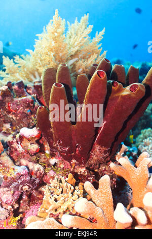 Unterwasser-Blick. Schwamm im Vordergrund Stockfoto