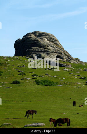 Heu-Tor, einen großen Haufen von Granit im Dartmoor Nationalpark mit wilden Ponys auf der Piste Stockfoto