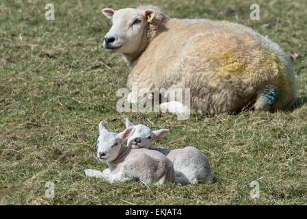 Ein Mutterschaf und Neugeborene Lämmer in der Nähe von Rosthwaite in Cumbria, England an einem sonnigen Frühlingstag Stockfoto