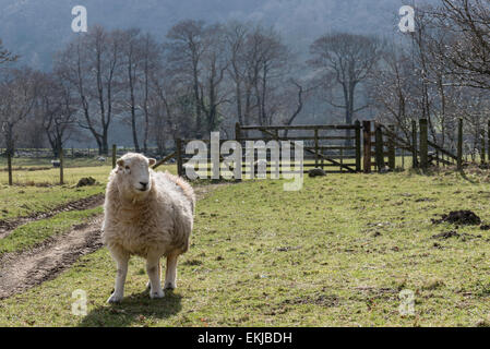 Ein Herdwick Schaf in der Nähe von Rosthwaite in Cumbria, England an einem sonnigen Frühlingstag Stockfoto