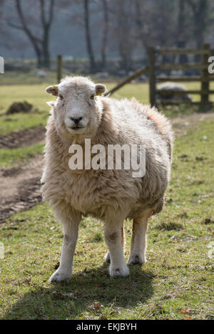 Ein Herdwick Schaf in der Nähe von Rosthwaite in Cumbria, England an einem sonnigen Frühlingstag Stockfoto