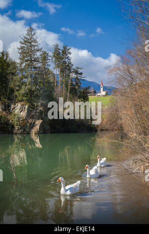 Enten schwimmen auf dem Fluss Rienz in Bruneck (Bz), Südtirol, Trentino Alto Adige, Val Pusteria, Norther Italien Stockfoto