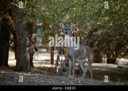 Die Natur ist ganz nah an tausend Wege Medina Lake zu bewahren in der malerischen Texas Hill Country, Lakehills, Texas, USA Stockfoto