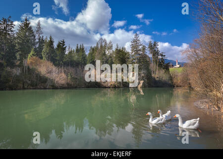 Enten am Fluss Rienz in Bruneck (Bz), Südtirol, Trentino Alto Adige, Val Pusteria, Norther Italien Stockfoto