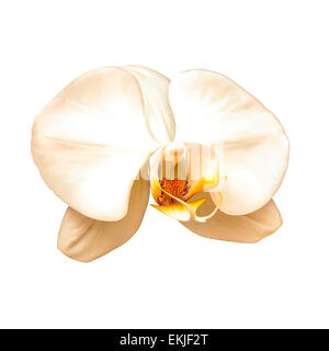 Weiße Orchidee mit roten Mitte isoliert auf weißem Hintergrund Stockfoto