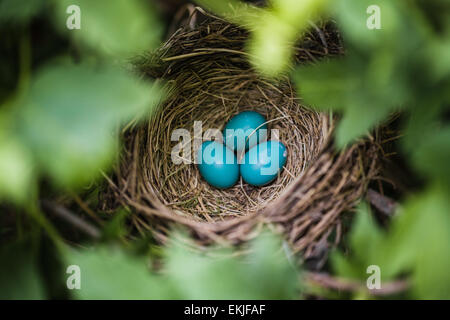 Close-up blau Robin Eier in einem Nest in einem Baum Stockfoto