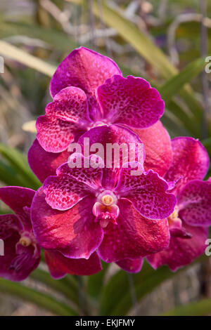 Tropische Orchideen hybriden Vielfalt, Thailand Stockfoto