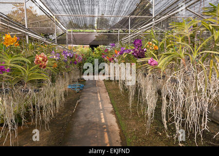 Orchideen-Farm, Thailand, Blumen wachsen in hängenden Töpfen in Holzkohle medium Stockfoto