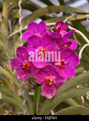 Tropische Orchideen hybriden Vielfalt, Thailand Stockfoto