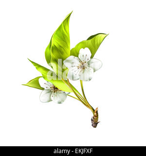 Illustration von Kirschblüten Blumen mit Blättern. Ast Stockfoto