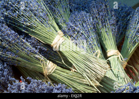 Die Trauben getrocknet Lavendel (Lavandula Angustifolia) Stockfoto