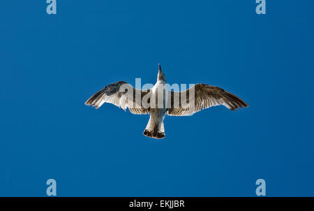 Möwe im Flug über Klippen am Kap Espichel, Sesimbra, Portugal Stockfoto