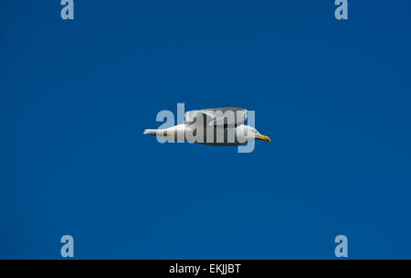 Möwe im Flug über Klippen am Kap Espichel, Sesimbra, Portugal Stockfoto