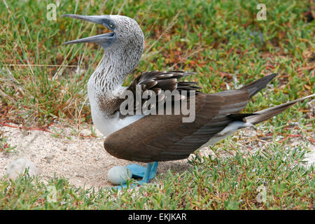 Verschachtelung blau-footed Sprengfallen (Sula Nebouxii) und Ei, North Seymour Island, Galapagos-Inseln, Ecuador, Südamerika Stockfoto