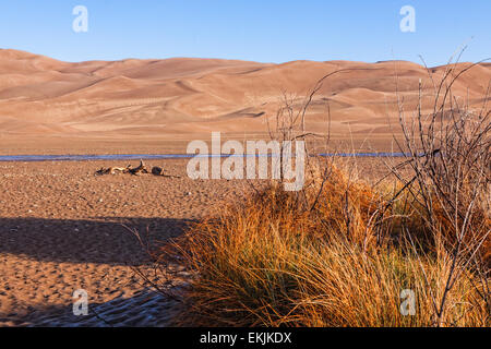 Pflanzen und Totholz entlang des Medano Creek in der Great Sand Dunes National Park Stockfoto