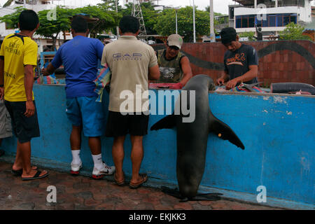 Fischmarkt in Puerto Ayora, Santa Cruz Island, Galapagos-Inseln, Ecuador, Südamerika Stockfoto