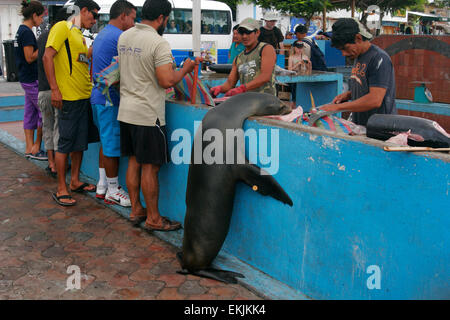 Fischmarkt in Puerto Ayora, Santa Cruz Island, Galapagos-Inseln, Ecuador, Südamerika Stockfoto