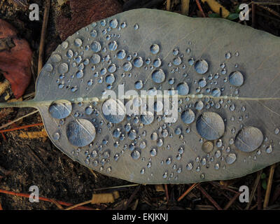 Wassertropfen auf der Unterseite eines Blattes, verlieben Sie sich in der Sierra Foothills of Northern California. Stockfoto