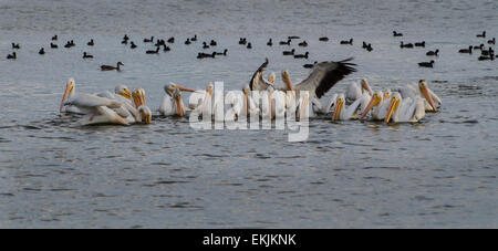 Eine Kolonie von amerikanischen weißen Pelikane (Pelecanus Erythrorhynchos) ernähren sich von Fisch in der Tule Lake National Wildlife Refuge in noch Stockfoto