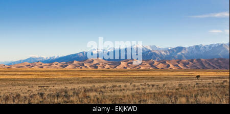 Kleine Herde Rehe ernähren sich von Gestrüpp Grünland am Fuße der großen Sanddünen und Sangre De Cristo mountains Stockfoto