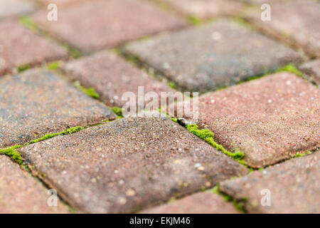 Pflastersteine mit Moos, flachen Bereich der Tiefe, Pflaster-Makro Stockfoto