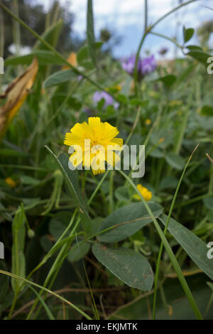 Gelbe Blume bilden die Familie der Hochebenen, Gänseblümchen oder Sonnenblumen Familie, wächst entlang der Küste von Malta, mediterran. Stockfoto