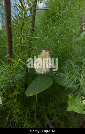 Der Hase Tail grass, Lagurus Ovatus, aus einem geschützten Küstengebiet in Malta Mittelmeer. Stockfoto