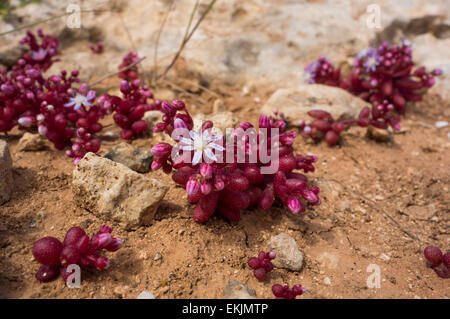 Azure Fetthenne, Sedum Caeruleum, vom felsigen Ufer der maltesischen Inseln. Stockfoto