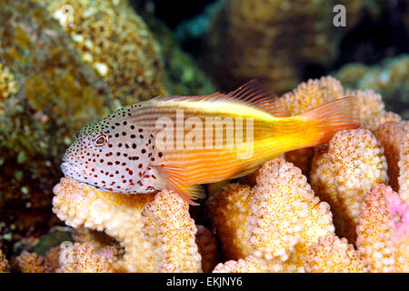 Blackside Hawkfish, Paracirrhites Forsteri, ruht auf harten Korallen am Riff. Auch bekannt als Zugvögel Hawkfish. Tulamben, Bali Stockfoto