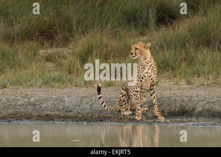 Gepard sitzt neben Wasserloch, Tansania Stockfoto