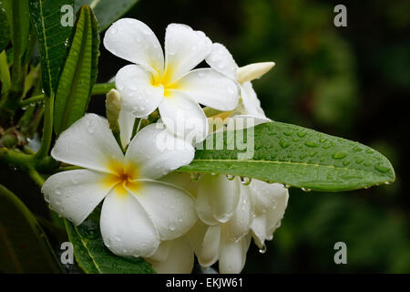 Weiße Plumeria Blüten an einem Baum mit Wassertropfen Stockfoto