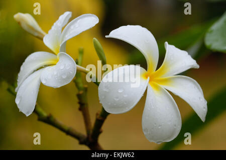 Weiße Plumeria Blüten an einem Baum mit Wassertropfen Stockfoto