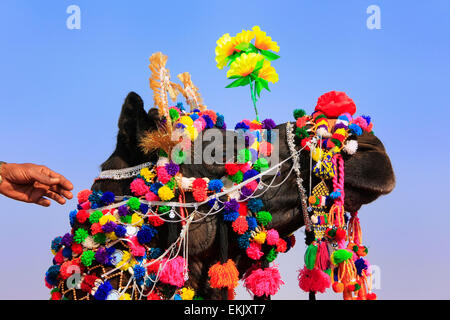 Porträt von geschmückten Kamele bei Desert Festival, Jaisalmer, Rajasthan, Indien Stockfoto