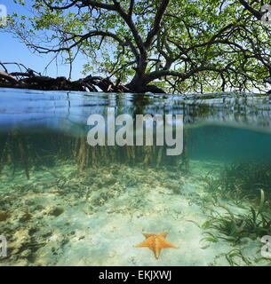 Split Schuss von einem roten Mangroven-Baum über und unter der Meeresoberfläche mit seinen Wurzeln und ein Seestern unter Wasser, Karibik, Belize Stockfoto
