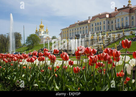 Der bekannte Kaskade Brunnen von Peterhof. St. Petersburg. Russland. Stockfoto