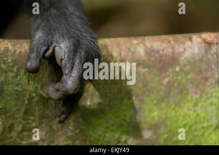 Die Hand eines Sulawesi-Schwarzkammmakaken (Macaca nigra) im Naturschutzgebiet Tangkoko, Indonesien. Ihr Zeigefinger ist verloren, von Wilderersnare gestolpert. Stockfoto