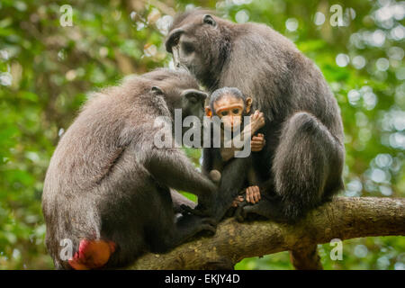 Erwachsene weibliche Tiere von Sulawesi-Schwarzkammmakaken (Macaca nigra) kümmern sich um einen Säugling im Tangkoko-Wald, Nord-Sulawesi, Indonesien. Stockfoto