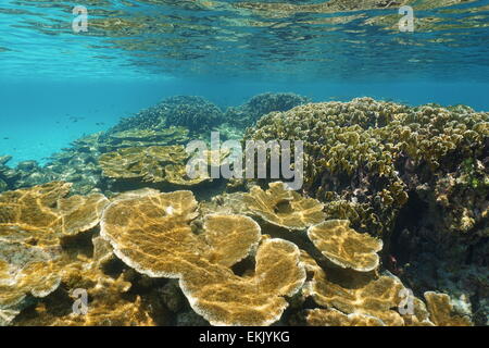 Unterwasser Seelandschaft von Stony Korallenriff in der Nähe der Wasseroberfläche in der Karibik Stockfoto