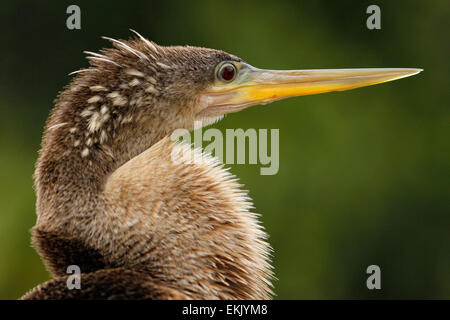 Porträt von weiblichen Anhinga (Anhinga Anhinga) Stockfoto